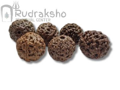 Nine Mukhi Rudraksha from Papua